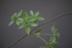 Symphorema involucratum